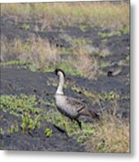 Hawaiian Goose #1 Metal Print