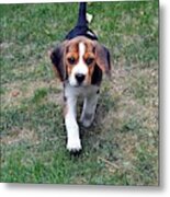 Hermine The Beagle #1 Metal Print