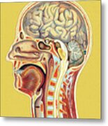 Human Head Anatomy #1 Metal Print
