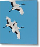 Japanese Cranes, Hokkaido, Japan #1 Metal Print
