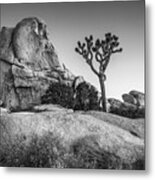 Joshua Tree And Intersection Rock #1 Metal Print