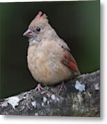 Juvenile Female Cardinal #1 Metal Print
