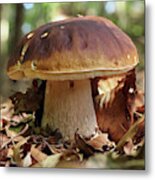 King Boletus - Edible Mushroom #1 Metal Print