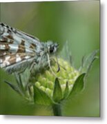 Large Grizzled Skipper Butterfly, Male On Scabious Flower. #1 Metal Print