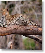 Leopard, Chobe National Park, Botswana #1 Metal Print