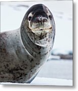 Leopard Seal, Antarctica #1 Metal Print
