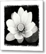 Lotus Flower Ii #1 Metal Print