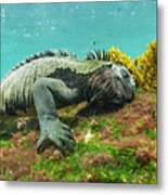 Marine Iguana Grazing On Algae #1 Metal Print