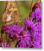 Moth On Purple Flowers #1 Metal Print