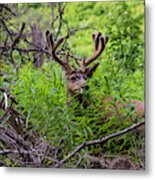 Mule Deer Munching On Plant Leaves #1 Metal Print