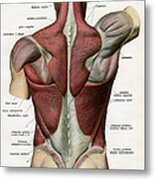 Muscles Of The Human Back #1 Metal Print