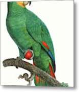 Parrot Of The Tropics I #1 Metal Print