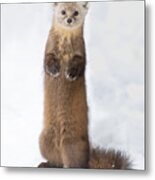 Pine Marten #1 Metal Print