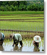 Planting Rice Seedlings, Thailand #1 Metal Print