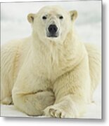 Polar Bear, Svalbard, Norway Metal Print