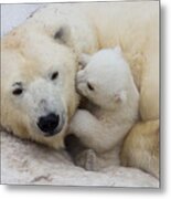 Polar Bear With Mom #1 Metal Print