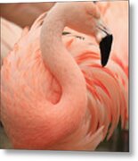 Portrait Of A Pink Flamingo #1 Metal Print