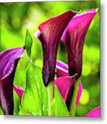 Purple Calla Lily Flower Metal Print