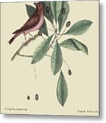 Purple Finch #1 Metal Print