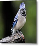 Rainy Day Blue Jay #1 Metal Print