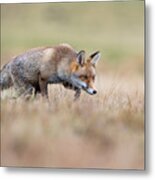 Red Fox, Vulpes Vulpes #1 Metal Print