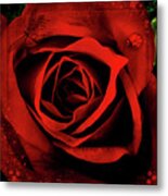 Red, Red Rose #1 Metal Print
