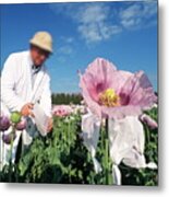 Researchers In A Field Of Opium Poppies #1 Metal Print