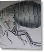 Scientific Drawing Of A Flea #1 Metal Print