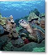 Sea Turtle #1 Metal Print