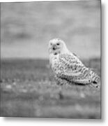 Snowy Owl 5872 #1 Metal Print