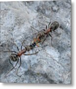 Southern Wood Ant Carrying Prey #1 Metal Print