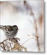 Sparrow #1 Metal Print