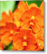 Spotted Tangerine Orchid Flowers #1 Metal Print