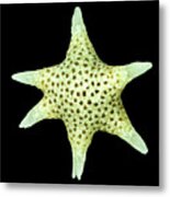 Star Sand Foraminifera Metal Print