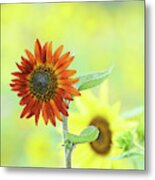 Sunflower Field #1 Metal Print