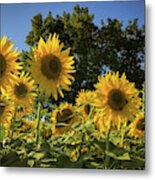 Sunlit Sunflowers #1 Metal Print