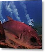 Swimming With The Fish In St. Thomas Metal Print
