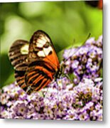 Tiger Longwing Butterfly #1 Metal Print