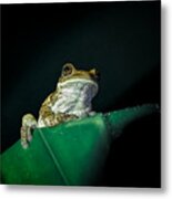 Tree Frog #1 Metal Print