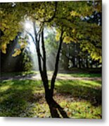 Trees And Shadows #1 Metal Print