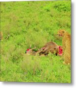 Two Cheetah Eats Gnu #1 Metal Print