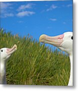 Two Wandering Albatross Diomedea #1 Metal Print