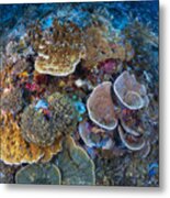 Underwater Biodiversity #1 Metal Print