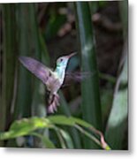 Versicolored Emerald Hummingbird Hovers #1 Metal Print