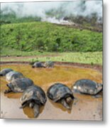 Volcan Alcedo Tortoises In Wallow Metal Print