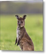 Western Grey Kangaroo Joey #1 Metal Print