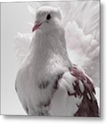 White And Brown Indian Fantail Pigeon #1 Metal Print