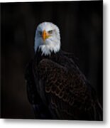 White Head Eagle #1 Metal Print