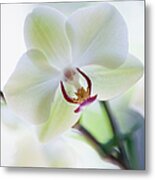 White Orchid #1 Metal Print