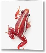 White-striped Poison Dart Frog #1 Metal Print